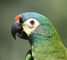 Primolius maracana 